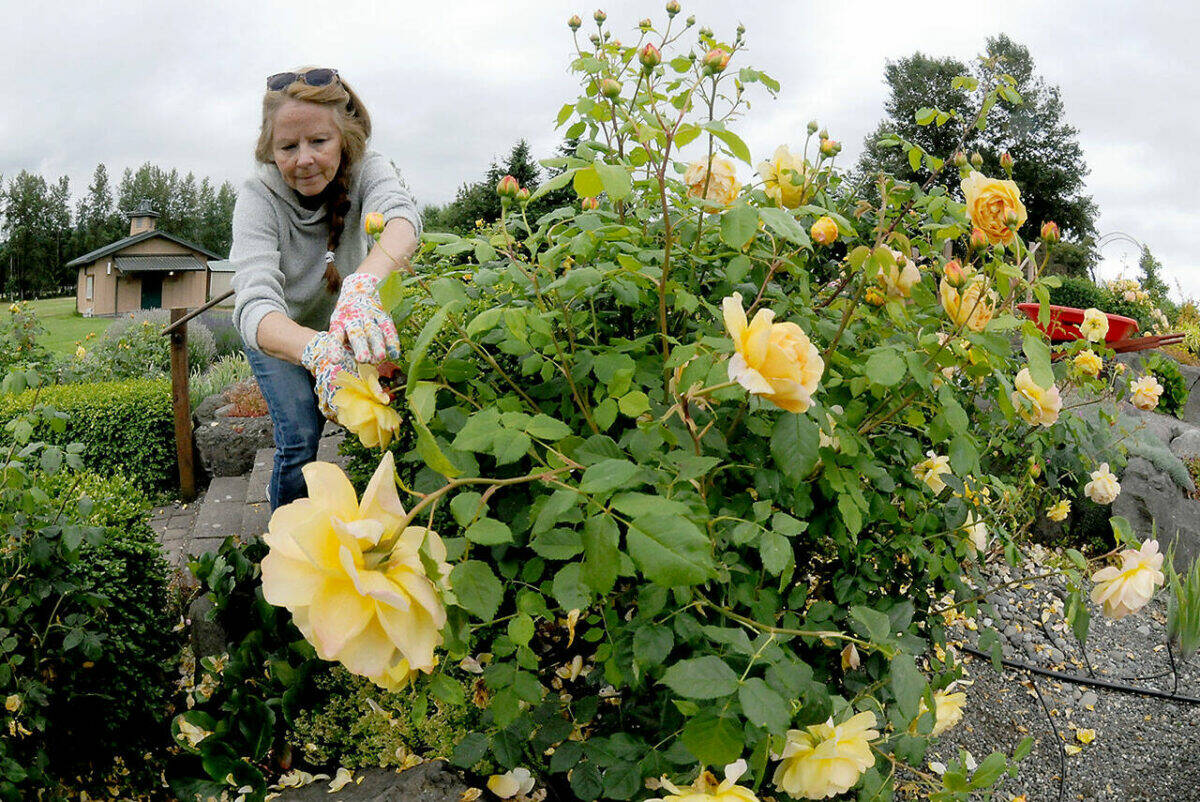 Olympic Peninsula News Group photo by Keith Thorpe
Denise Thornton of Sequim deadheads roses on a flower display at the Sequim Botanical Garden at the Water Reuse Demonstration Park at Carrie Blake Community Park in Sequim. Thornton, a volunteer gardener, was taking part in a recent work party to maintain the beauty of the garden. For more about the garden, visit <a href="https://sequimbotanicalgarden.org/" target="_blank">sequimbotanicalgarden.org</a>.