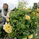 Olympic Peninsula News Group photo by Keith Thorpe
Denise Thornton of Sequim deadheads roses on a flower display at the Sequim Botanical Garden at the Water Reuse Demonstration Park at Carrie Blake Community Park in Sequim. Thornton, a volunteer gardener, was taking part in a recent work party to maintain the beauty of the garden. For more about the garden, visit <a href="https://sequimbotanicalgarden.org/" target="_blank">sequimbotanicalgarden.org</a>.