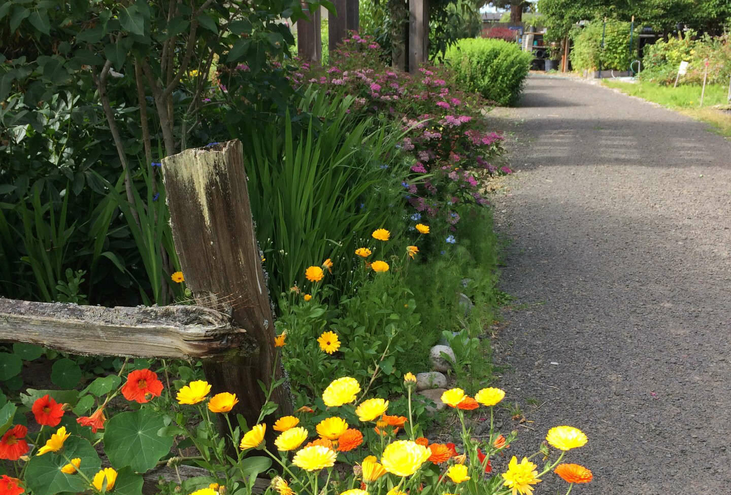 Photo by Cathy Wagner/ The Garden Tour Walk-About will take place at the Woodcock Demonstration Gardens in Sequim at 10 a.m. on Thursday, July 10.