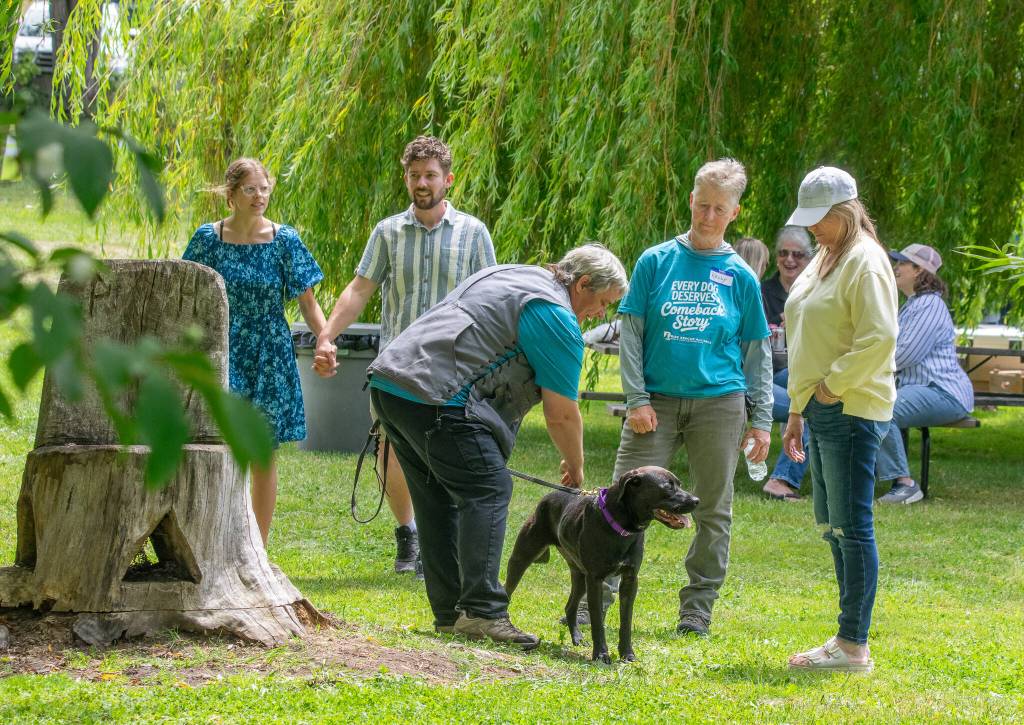 Sequim Gazete photo by Emily Matthiessen/ Rise Rescue Alliance volunteer Polly Norton pets Bonnie, a pit bull mix who came to the n0n-profit dog training rescue after the death of her owner. Volunteer Kelly Thomas stands to her right, then Sandy Caudill.