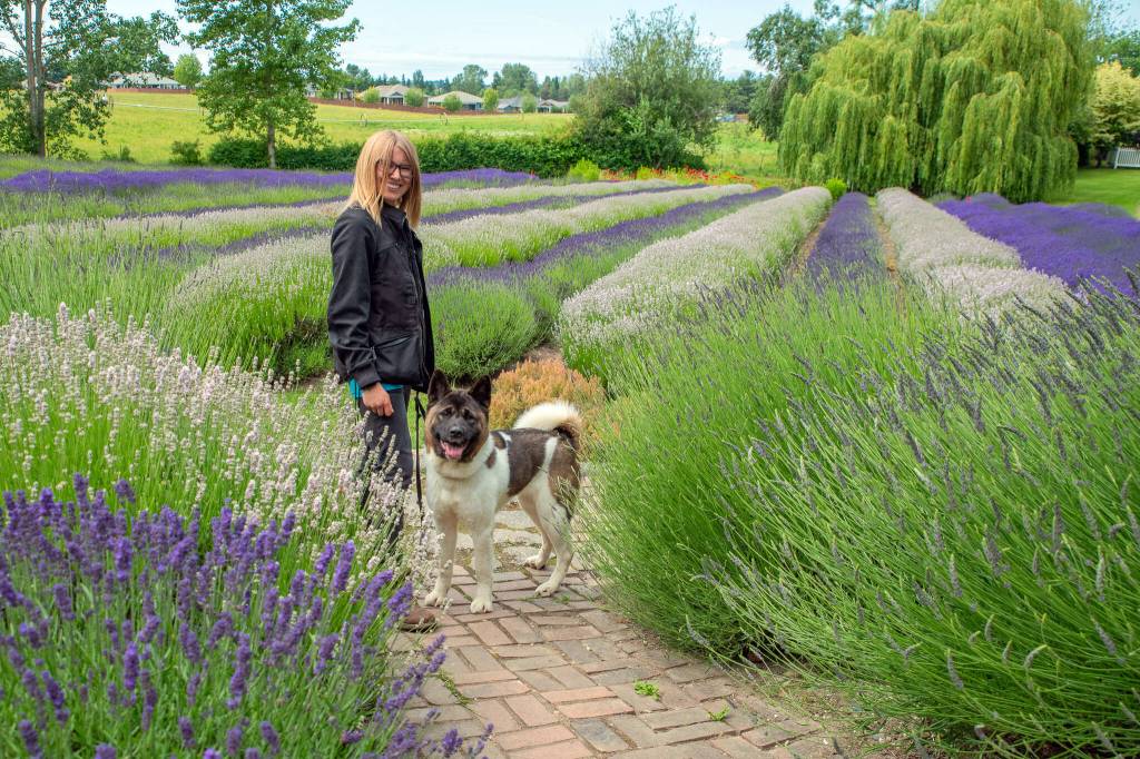 Sequim Gazzette photo by Emily Matthiessen/ Trainer Brianna Johnson shares Tika, an Akita surrendered to Rise Rescue Alliance, a Sequim-based dog rescue nonprofit. Tika was a star attraction at Purple Haze Lavender Farm, 180 Bell Bottom Road, on Saturday in Sequim during a community event that featured adoptable dogs, live music from JFA, food and more. Johnson is the owner of Olympic Dog Photography.