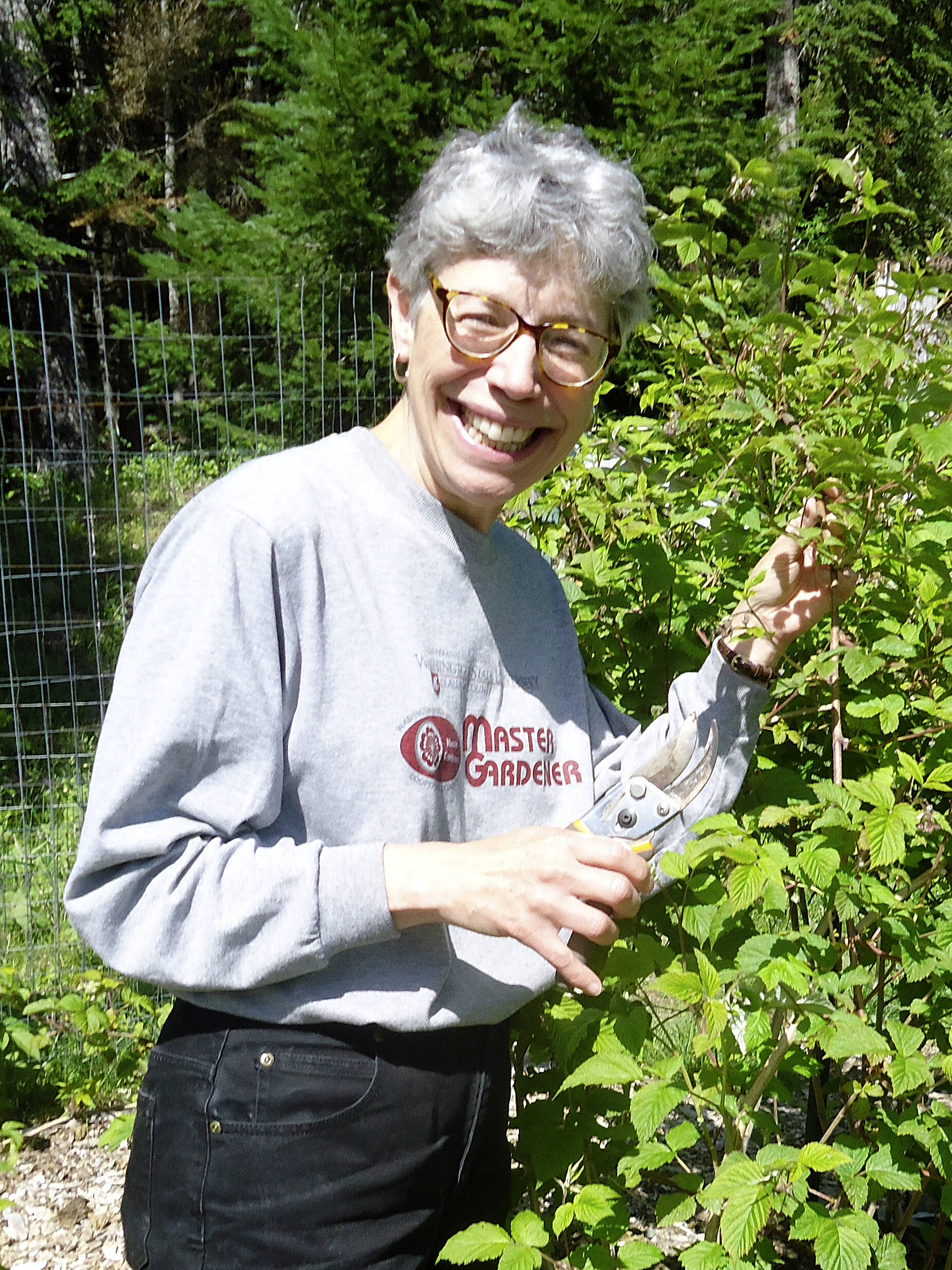 Photo courtesy of Clallam County Master Gardeners
Master Gardener Jeanette Stehr-Green will explain how to grow raspberries on the North Olympic Peninsula on Saturday, July 19, at the Master Gardener Demonstration Garden, 2711 Woodcock Road in Sequim.