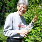 Photo courtesy of Clallam County Master Gardeners
Master Gardener Jeanette Stehr-Green will explain how to grow raspberries on the North Olympic Peninsula on Saturday, July 19, at the Master Gardener Demonstration Garden, 2711 Woodcock Road in Sequim.