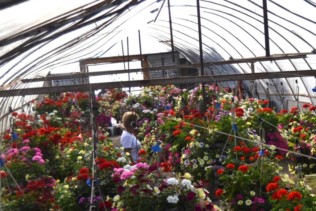 Sequim Gazette file photo by Matthew Nash/ The flower basket program started with about 50 baskets in the 1990s, and now includes about 150 baskets each year made by Sequim High School students and placed along Washington Street and maintained by City of Sequim staffers.