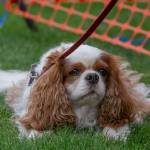 Sequim Gazette photo by Emily Matthiessen/ Rudy the Cavalier King Charles spaniel is one of many well-behaved dogs taking in the scene at Carrie Blake Community Park on Independence Day.