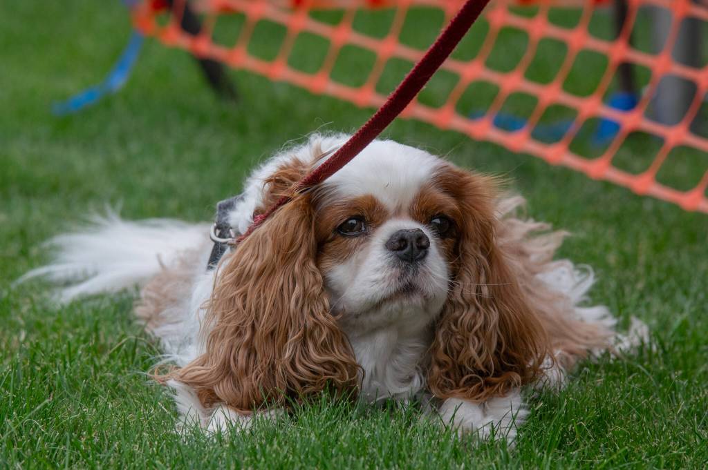 Sequim Gazette photo by Emily Matthiessen/ Rudy the Cavalier King Charles spaniel is one of many well-behaved dogs taking in the scene at Carrie Blake Community Park on Independence Day.