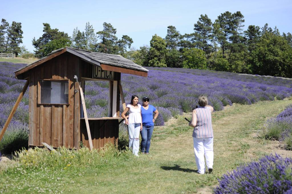 Sequim Gazette photo by Matthew Nash/ Eve Jara of Kitsap County takes a photo of Veronica and Gabby Gonzalez at Graysmarsh Farm last week. Jara said it was their first time at a lavender farm and they were told they had to come. Graysmarsh is one of nearly 20 farms to participate in Sequim Lavender Weekend July 18-20.