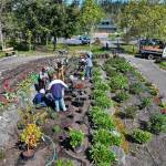 Photos courtesy of Sequim Botanical Garden Society
The Sequim Botanical Garden Society, with help from the city and New Dungeness Nursery, recently refurbished the terrace garden at Carrie Blake Community Park with more than 90 trees, shrubs, plants and flowers.