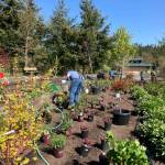 Photo courtesy of Sequim Botanical Garden Society/ The refurbished garden is no longer overflowing with peonies, but some are still there.