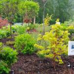 Photo courtesy of Sequim Botanical Garden Society/ The 90-plus plantings at the terrace garden at Carrie Blake Community Park include several varieties of trees, shrubs and perennials.