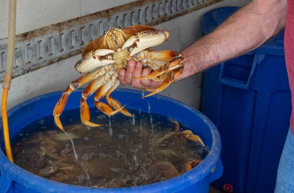 Sequim Gazette photo by Emily Matthiessen/ Dungeness Crab from 7 Cedars are brought in live on the morning of the Sequim Valley Lions 10th annual Crab Feed.