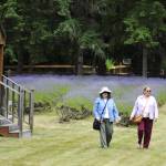 Sequim Gazette photo by Matthew Nash/ Priscilla Oglevie of Texas and Ellen Bogenschutz of Sequim walk through a lavender field at Nelsons Duckpond and Lavender Farm.