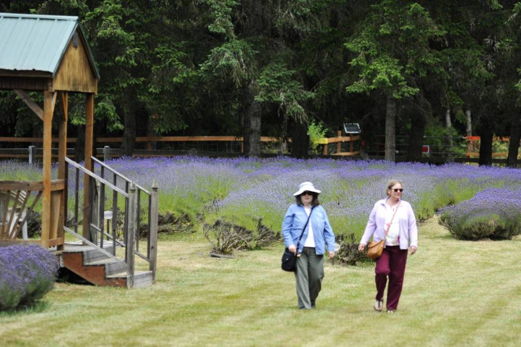 Sequim Gazette photo by Matthew Nash/ Priscilla Oglevie of Texas and Ellen Bogenschutz of Sequim walk through a lavender field at Nelsons Duckpond and Lavender Farm.