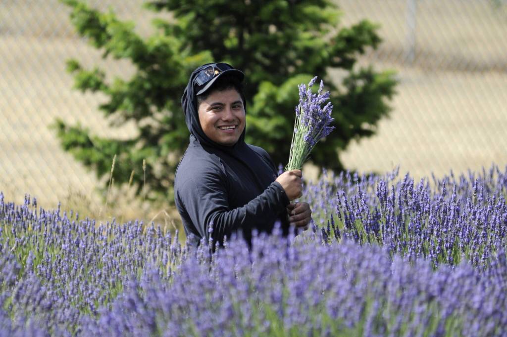 Sequim Gazette photo by Matthew Nash/ Gabino Escalante of Forks holds up a bundle he has cut at Melis Lavender Farm.