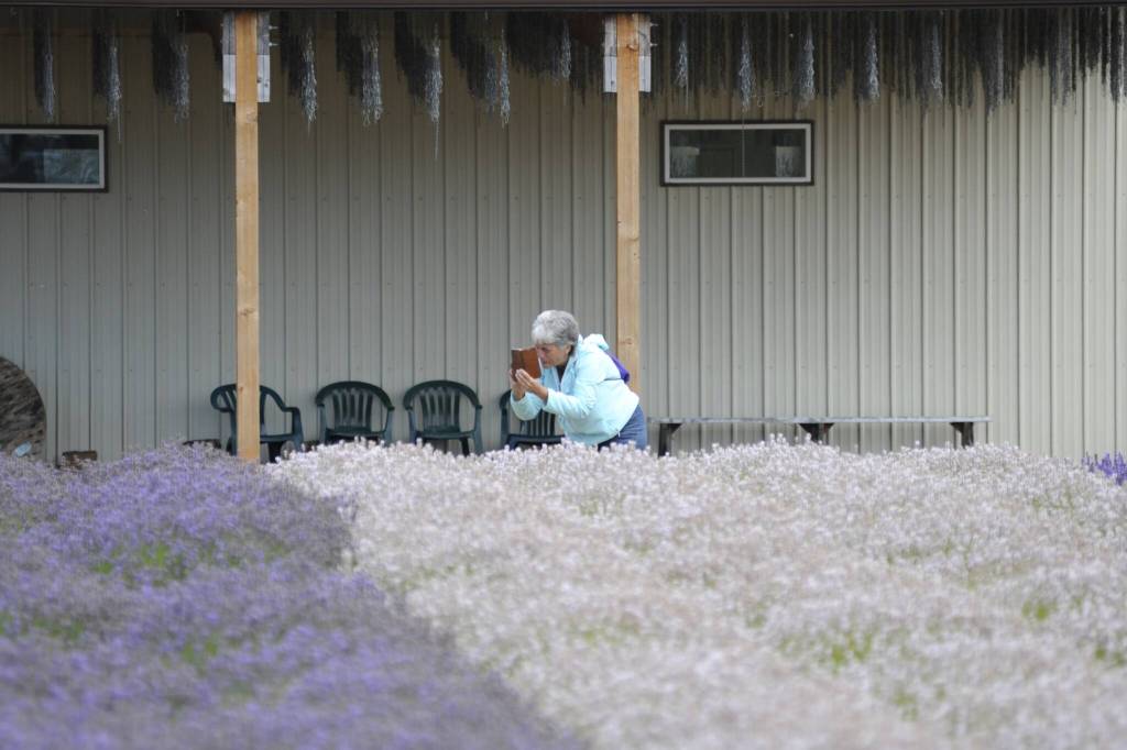 Sequim Gazette photo by Matthew Nash/ A visitor at B&B Family Lavender Farm snaps a photo of one of the fields during Sequim Lavender Weekend.