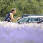Sequim Gazette photo by Matthew Nash/ A visitor at B&B Family Lavender Farm snaps a photo of one of the fields during Sequim Lavender Weekend.