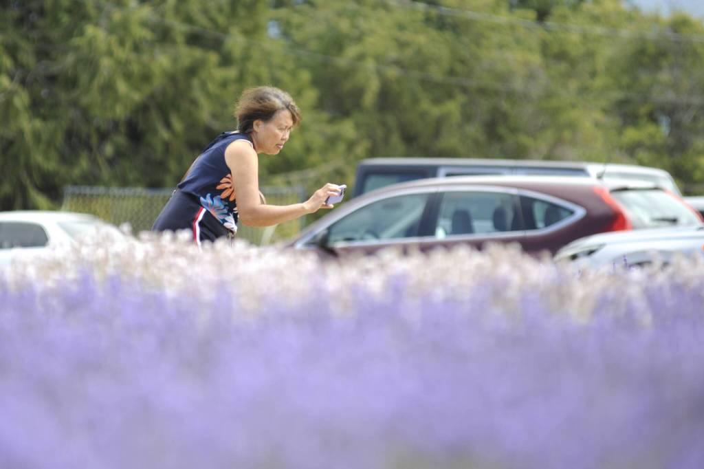 Sequim Gazette photo by Matthew Nash/ A visitor at B&B Family Lavender Farm snaps a photo of one of the fields during Sequim Lavender Weekend.