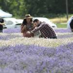 Sequim Gazette photo by Matthew Nash/ Visitors at B&B Family Lavender Farm make a lavender bundle.