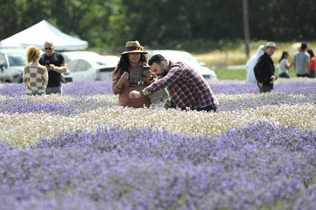 Sequim Gazette photo by Matthew Nash/ Visitors at B&B Family Lavender Farm make a lavender bundle.