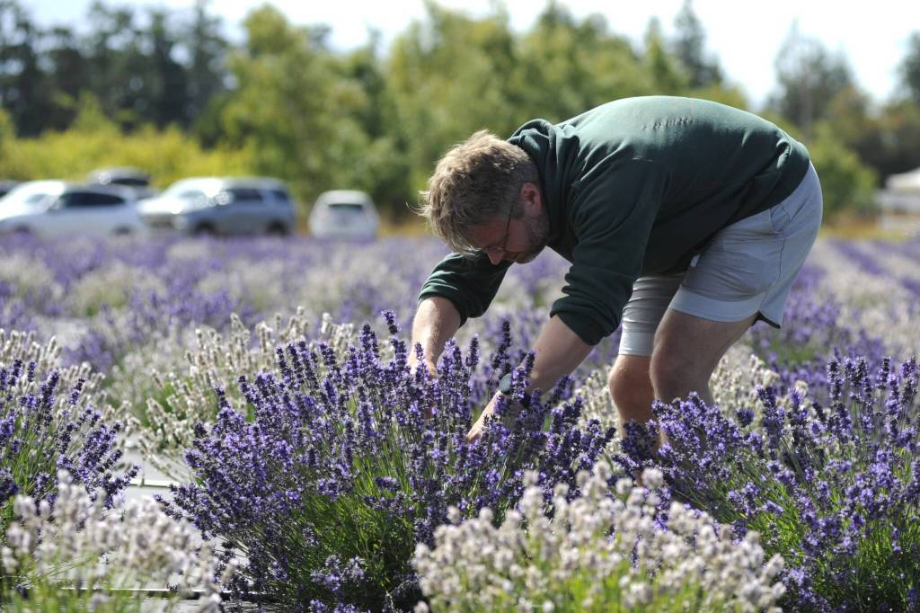 Sequim Gazette photo by Matthew Nash/ Michael Kunst of Seattle makes a lavender bundle at B&B Family Lavender Farm during a trip to Sequim with his wife.