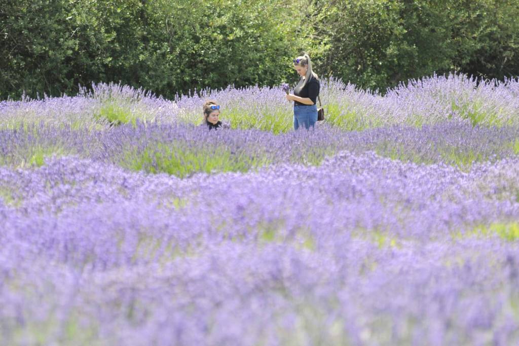 Sequim Gazette photo by Matthew Nash/ Visitors to Lavender Connection make lavender bundles on July 20.