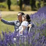Sequim Gazette photo by Matthew Nash/ Alec Wilkins and Emiko Hope of Tacoma snap a selfie at Lavender Connection on July 20 with Wilkins saying, we had heard about it and had to come. It really makes you want to come back, he said. We might have to make it an annual thing.