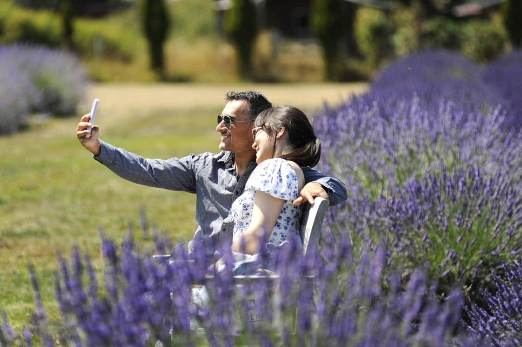 Sequim Gazette photo by Matthew Nash/ Alec Wilkins and Emiko Hope of Tacoma snap a selfie at Lavender Connection on July 20 with Wilkins saying, we had heard about it and had to come. It really makes you want to come back, he said. We might have to make it an annual thing.