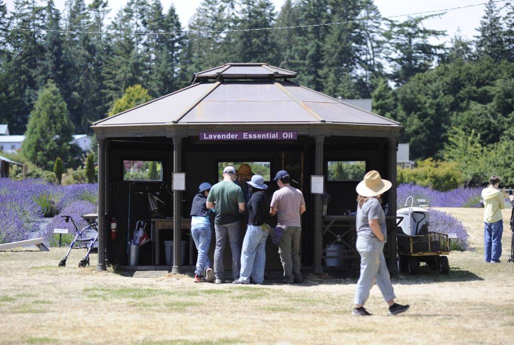 Sequim Gazette photo by Matthew Nash/ The Lavender Essential Oil booth saw a steady stream of people last weekend.