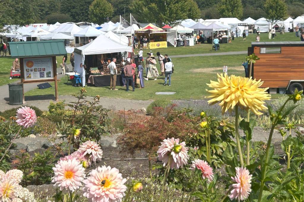 Sequim Gazette photo by Matthew Nash/ Lavender Festival in the Park viewed from the Sequim Botanical Garden on July 20.