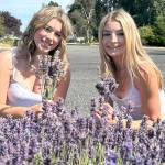 Sequim Gazette photo by Matthew Nash
Kendall Day and Dawn Hulstedt of Sequim cut lavender for bundles at Melis Lavender Farm as part of a day-long venture to five farms and Lavender Festival in the Park. Day said she had cut lavender when she was younger and Hulstedt said she had never done it before.