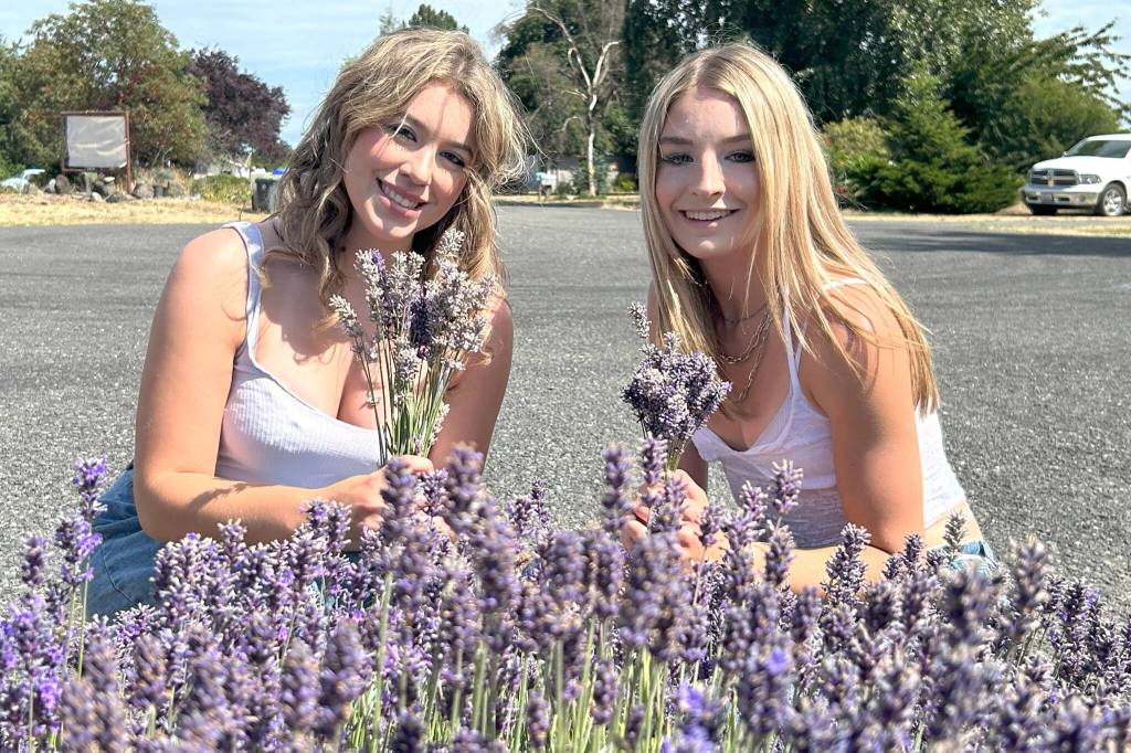 Sequim Gazette photo by Matthew Nash
Kendall Day and Dawn Hulstedt of Sequim cut lavender for bundles at Melis Lavender Farm as part of a day-long venture to five farms and Lavender Festival in the Park. Day said she had cut lavender when she was younger and Hulstedt said she had never done it before.