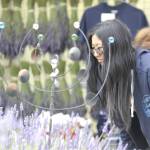 Sequim Gazette photo by Matthew Nash/ Alice Xing of Redmond looks at lavender plants at Nelsons Duckpond and Lavender Farm on July 18. Her friends Miranda Draper and Alisa Phattharaampornchai said theyve always liked lavender and Draper suggested they go for the first time.