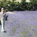 Sequim Gazette photo by Matthew Nash
Mike Mitchell and Sandra Solano-Mitchell of Canby, Ore., visit Lit Lavender to take in the lavender fields. The couple own Willamette Valley Lavender Farm, which they started in 2020 during COVID-19, and said theyve been visiting Sequim for years. They said they do a lot of research in Sequim and find theres always something new to see.