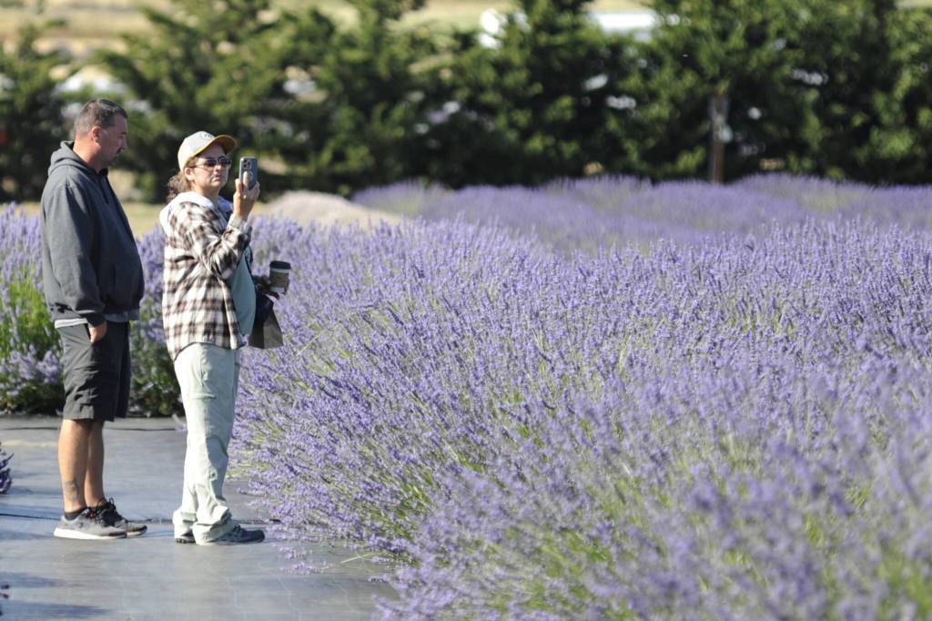 Sequim Gazette photo by Matthew Nash
Mike Mitchell and Sandra Solano-Mitchell of Canby, Ore., visit Lit Lavender to take in the lavender fields. The couple own Willamette Valley Lavender Farm, which they started in 2020 during COVID-19, and said theyve been visiting Sequim for years. They said they do a lot of research in Sequim and find theres always something new to see.