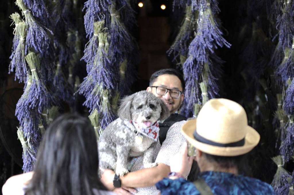 Sequim Gazette photo by Matthew Nash
Aaron Fong of Renton takes a photo with his familys dog Luna inside B&B Family Lavender Farms barn. It was Fong and his dad Jims first time at a lavender farm. His sister Cindy and their friend last visited in 2018, he said.