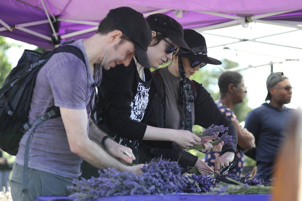 Sequim Gazette photo by Matthew Nash
Dan Dixon, Cyn Miller and Eva Belle of Seattle make lavender wreaths at Melis Lavender Farm. Miller said a coworker recommended the farm and they wanted to visit and try making a wreath.
