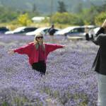 Sequim Gazette photo by Matthew Nash
Morganne Warner stands for a photo by David BenJoseph in a lavender field at B&B Family Lavender Farm. They were visiting from Miami, Fla., to see Warners family in Seattle and they wanted to visit a lavender farm.
