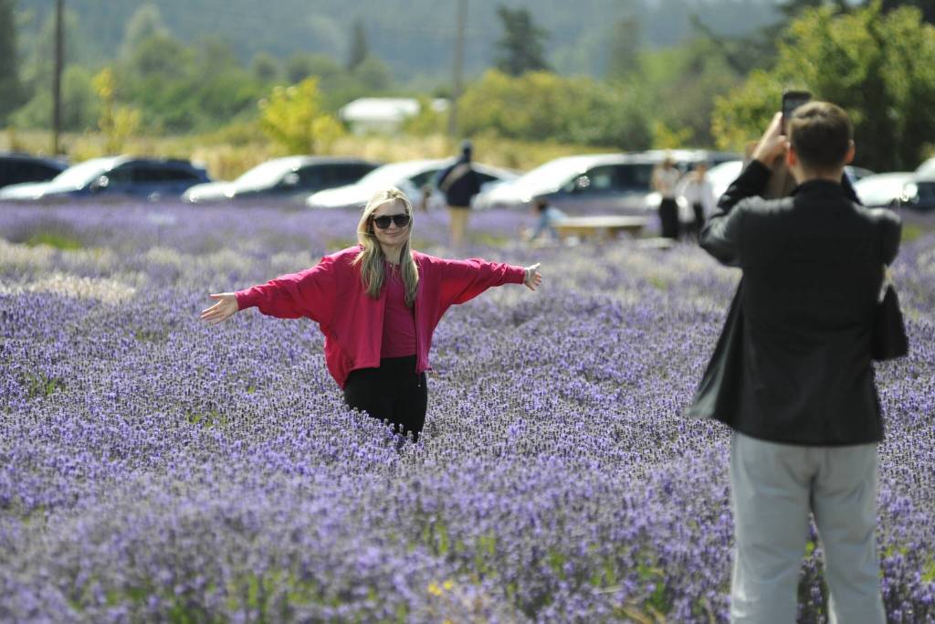 Sequim Gazette photo by Matthew Nash
Morganne Warner stands for a photo by David BenJoseph in a lavender field at B&B Family Lavender Farm. They were visiting from Miami, Fla., to see Warners family in Seattle and they wanted to visit a lavender farm.