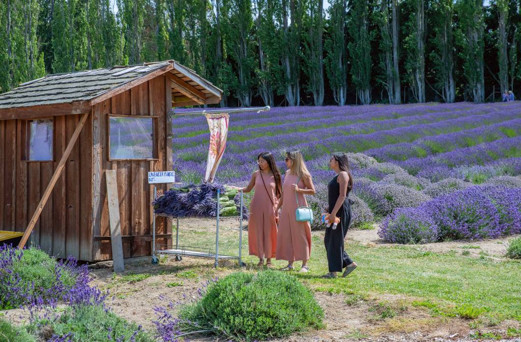 Sequim Gazette photos by Emily Matthiessen
Pamela Declacruz of Colorado, Esmeraldo Ragazzo of Seattle and Ariana Vargas of Colorado visit Graysmarsh Farms lavender stand.