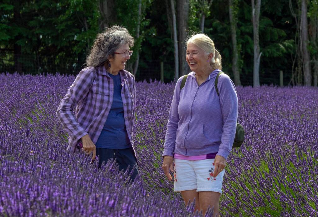 Sequim Gazette photos by Emily Matthiessen
Judy Beach of Auburn and Colette Jensen of Graham enjoy a friends weekend at Sequim lavender farms. We love coming out here, they said as they visited Graysmarsh Farm. We love smells and the looks… all the farms and varieties of lavender.