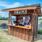 Sequim Gazette photos by Emily Matthiessen
Lizzy Shaw mans Graysmarsh Farms Lavender U-Pick booth.