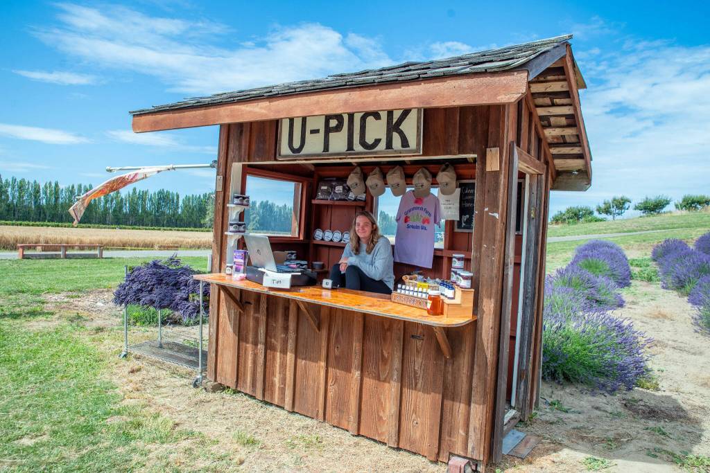 Sequim Gazette photos by Emily Matthiessen
Lizzy Shaw mans Graysmarsh Farms Lavender U-Pick booth.