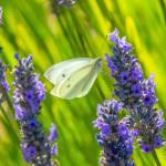 Sequim Gazette photos by Emily Matthiessen
 A cabbage white drinks some nectar from a lavender flower at Olympic Bluffs Cidery and Lavender Farm.