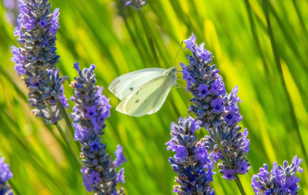 Sequim Gazette photos by Emily Matthiessen
 A cabbage white drinks some nectar from a lavender flower at Olympic Bluffs Cidery and Lavender Farm.