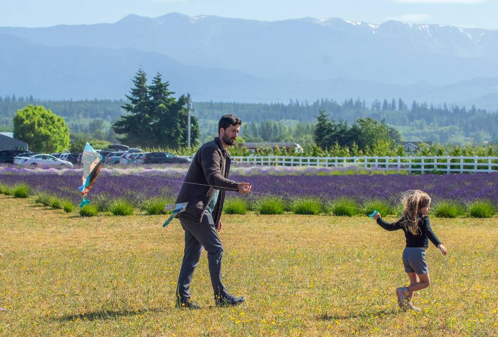 Sequim Gazette photos by Emily Matthiessen
Tyler Carey and Lenara, 4, fly a kite together at Olympic Bluffs Cidery and Lavender Farm.
