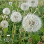 Photo by Ansel Oommen
Clallam County Master Gardeners say there are less harmful weed control methods to the environment, such as acetic acid and corn gluten meal.