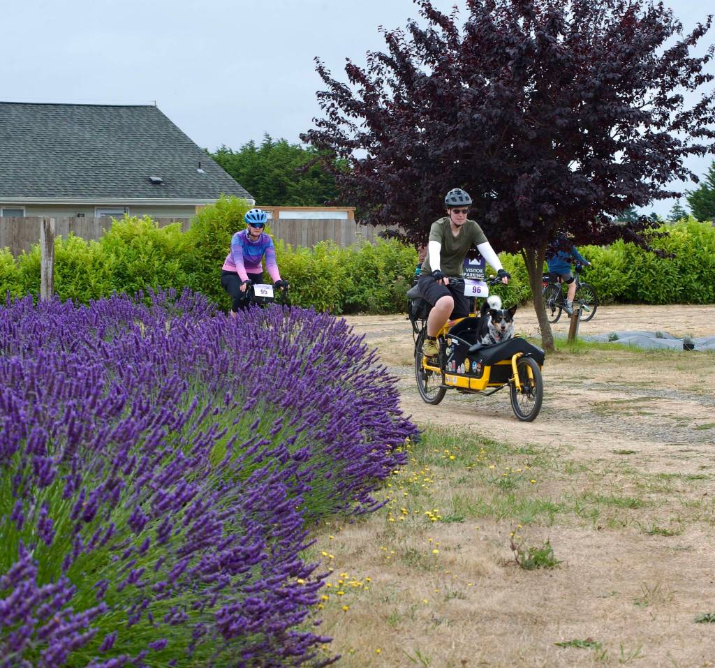Sequim Gazette photo by Jacques Star/ A Tour de Lavender rider arrives at Lit Lavender with his canine companion.
