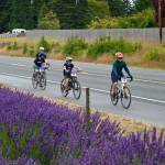 For some, the annual Tour de Lavender is a family affair.