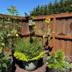 Photo courtesy of Clallam County Master Gardeners/ Container gardening can be a fun, manageable hobby.