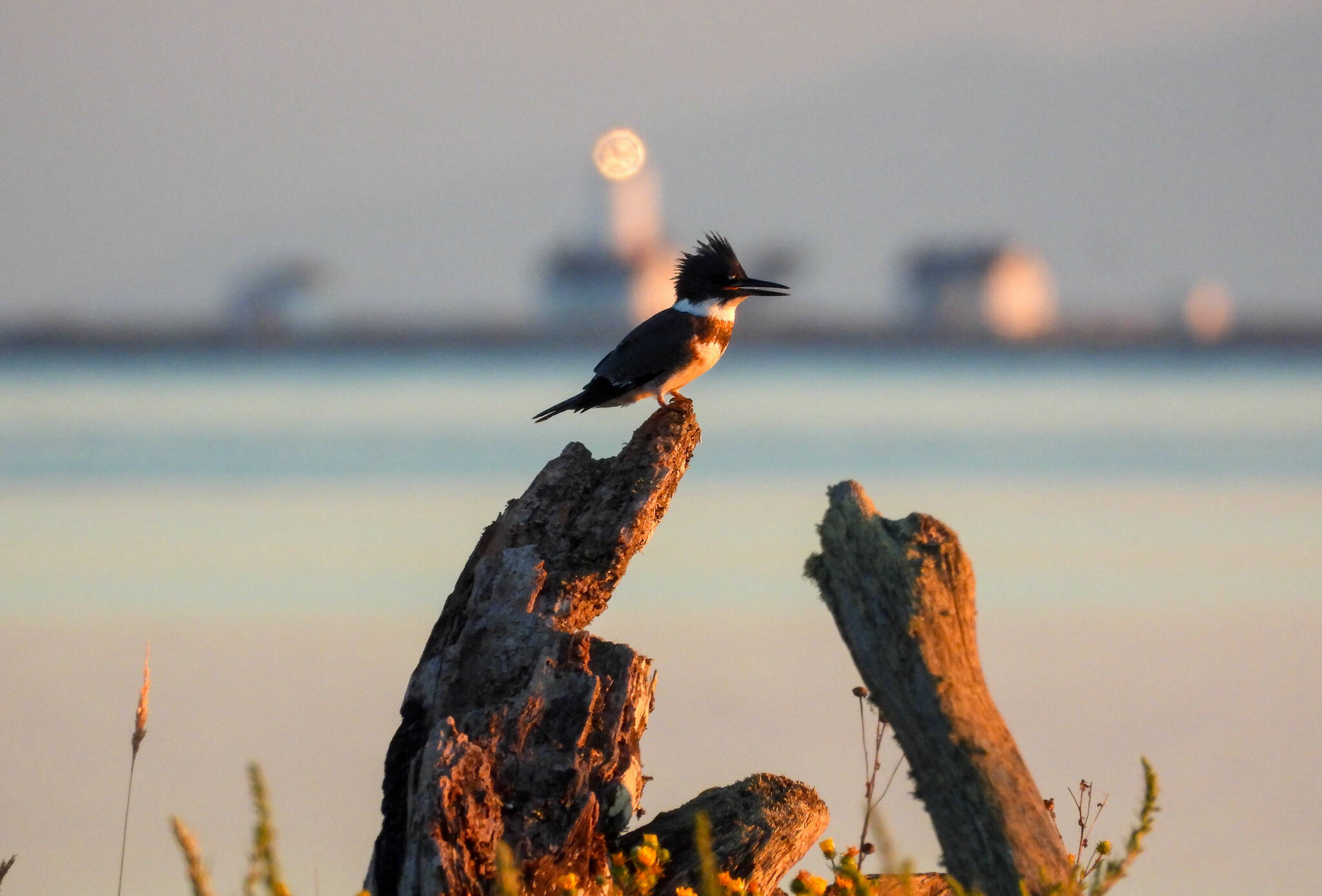 Photo by Teresa Herrera
A lone kingfisher greets the morning on a beach in Sequim on Friday, Aug. 8.